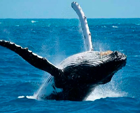 Avistamiento de ballenas en Punta Cana.