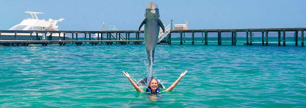 Dolphin Explorer