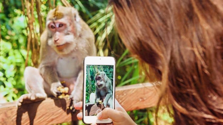 monkeyland-puerto-plata