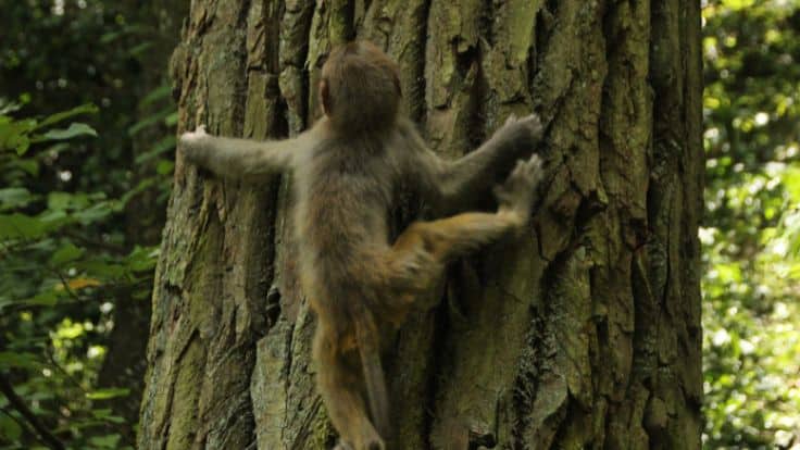 que-ver-monkeyland-puerto-plata