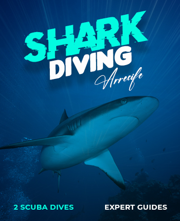 sharks