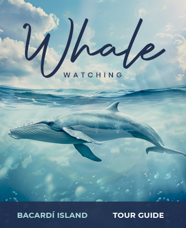 whales