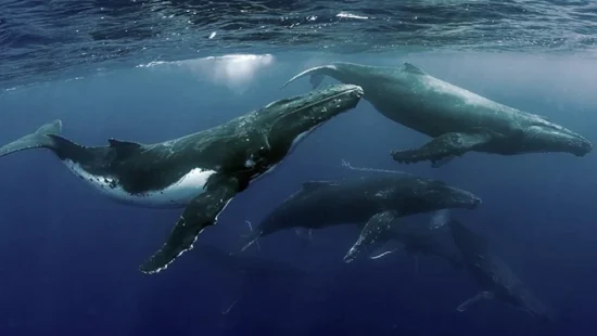 avistamiento ballenas